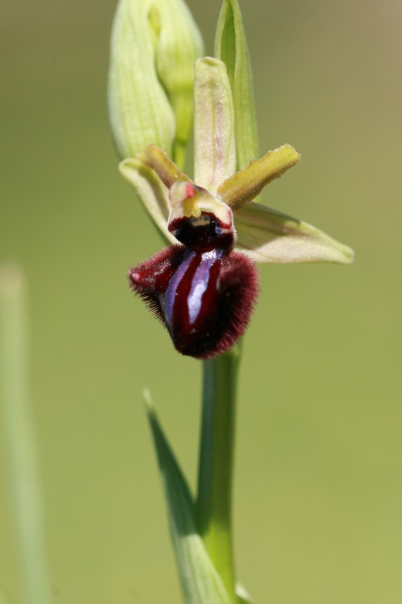 Ophrys garganica , O. incubacea e...